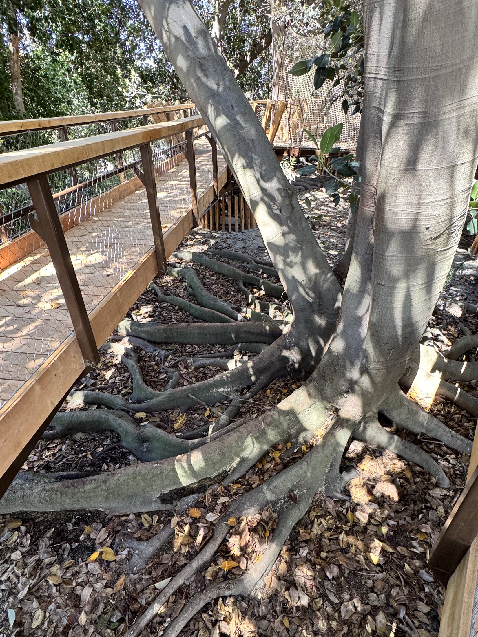 South Coast Botanic Garden project view 32