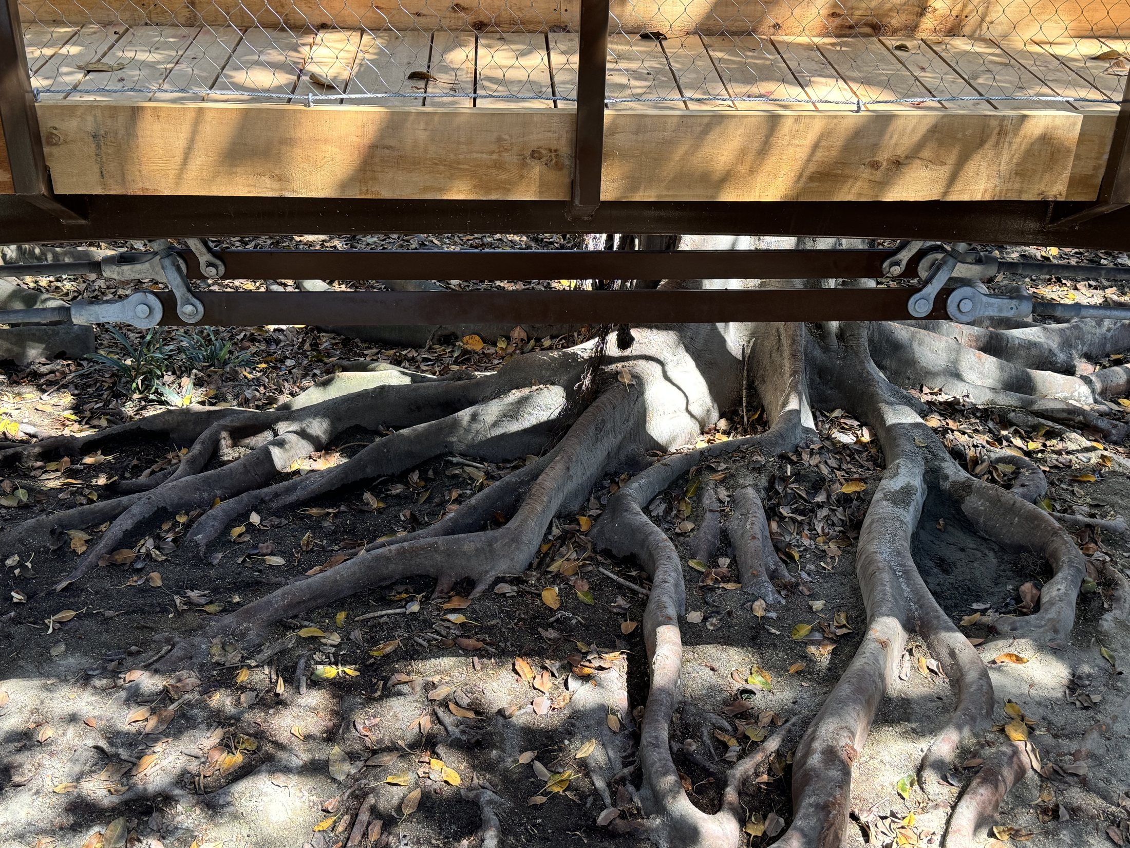 South Coast Botanic Garden project view 39