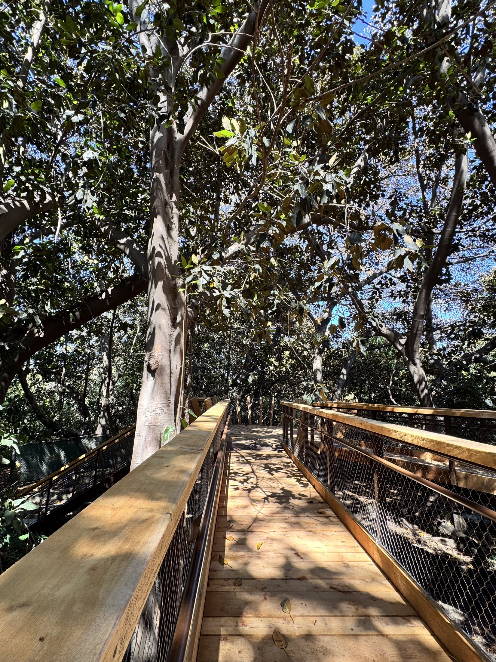 South Coast Botanic Garden project view 44